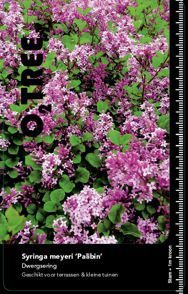 syringa-meyeri-palibinsyringa-meyeri-palibin