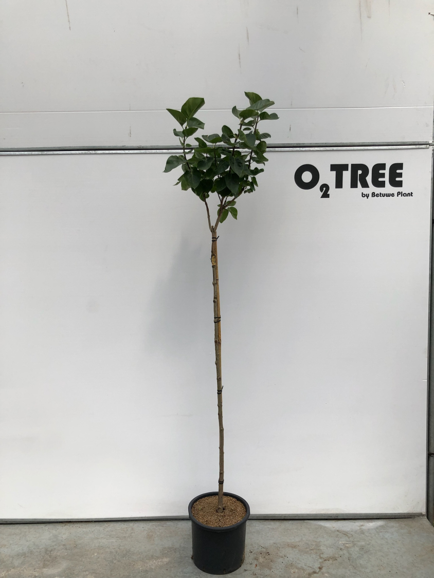 syringa-vulgaris--katherine-havemeyer--c12-120cm