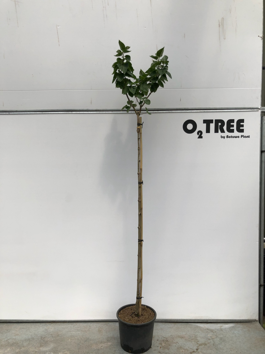 syringa-vulgaris--katherine-havemeyer--c15-150cm