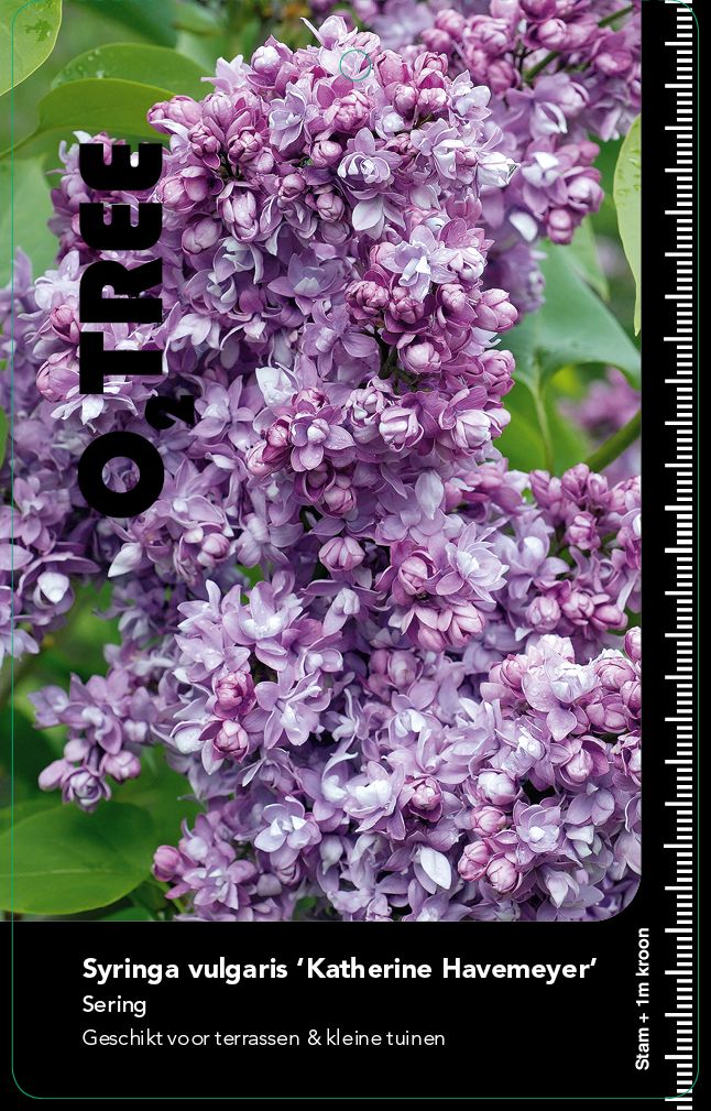 syringa-vulgaris-katherine-havemeyer