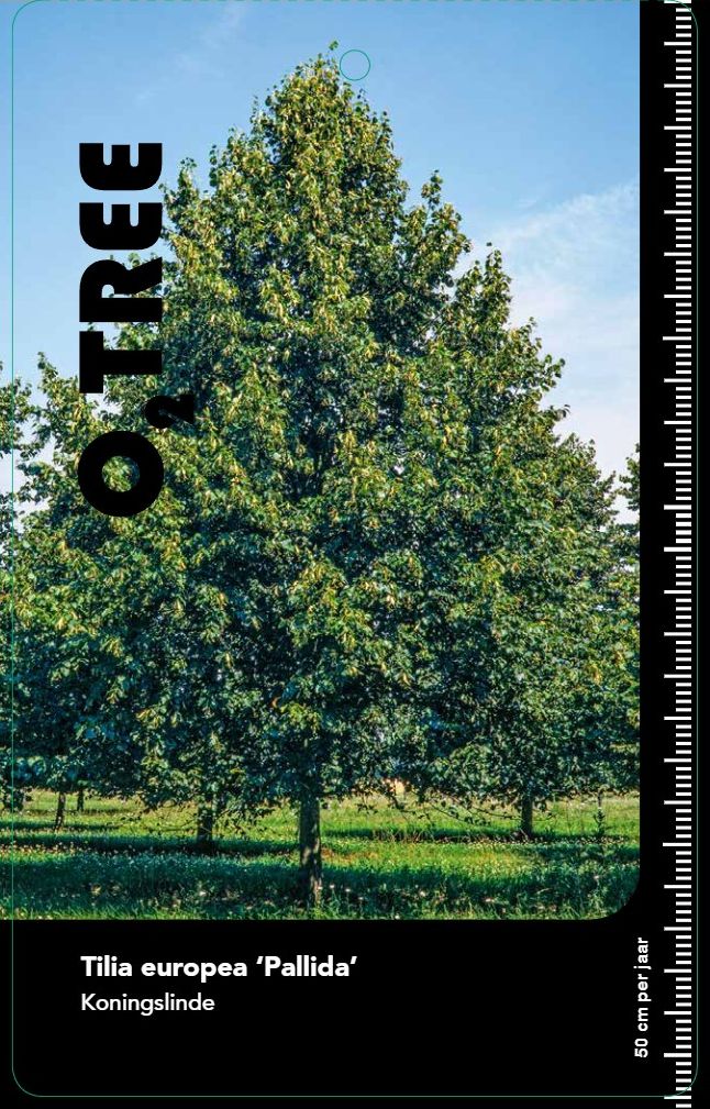 tilia-pallida--3-