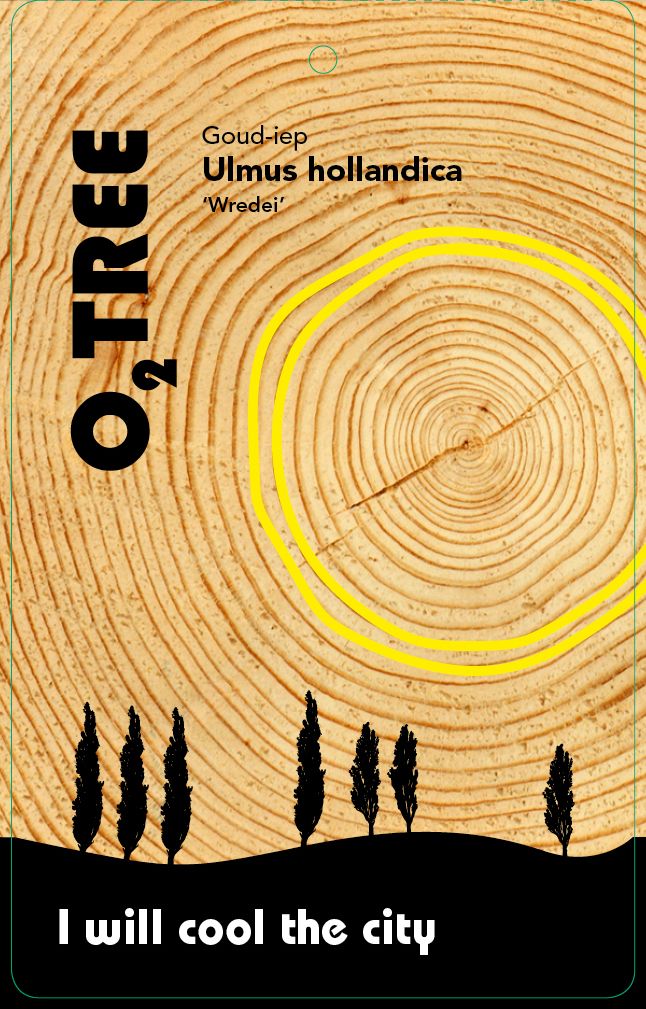 ulmus-hollandica-wredei-thema