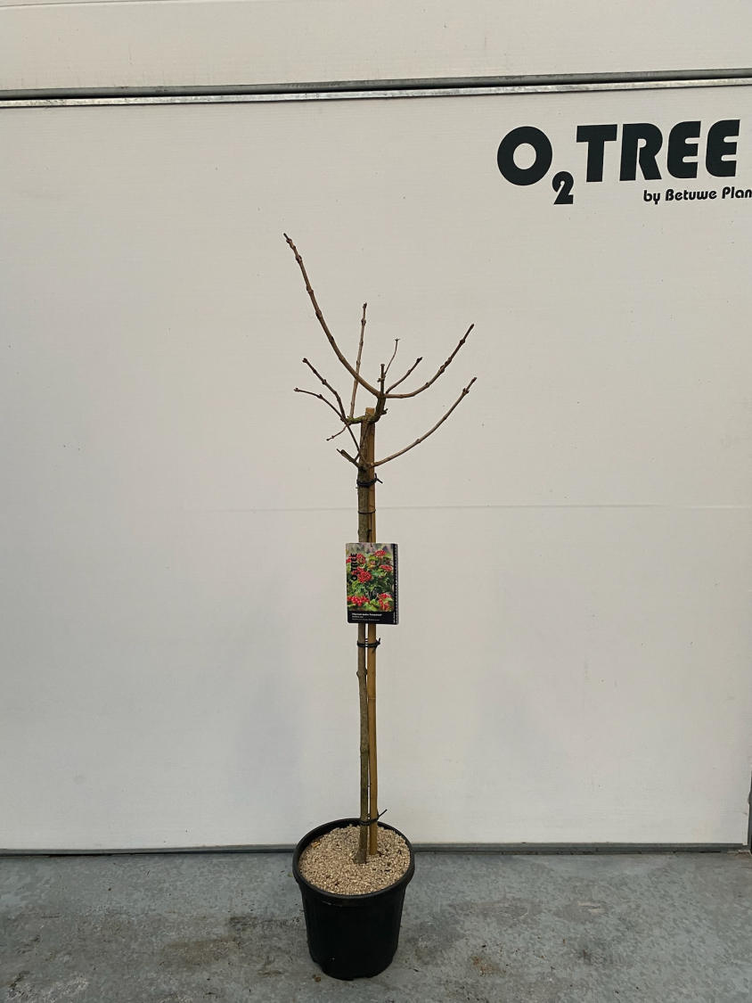 viburnum-opulus--compactum--c10-100cm