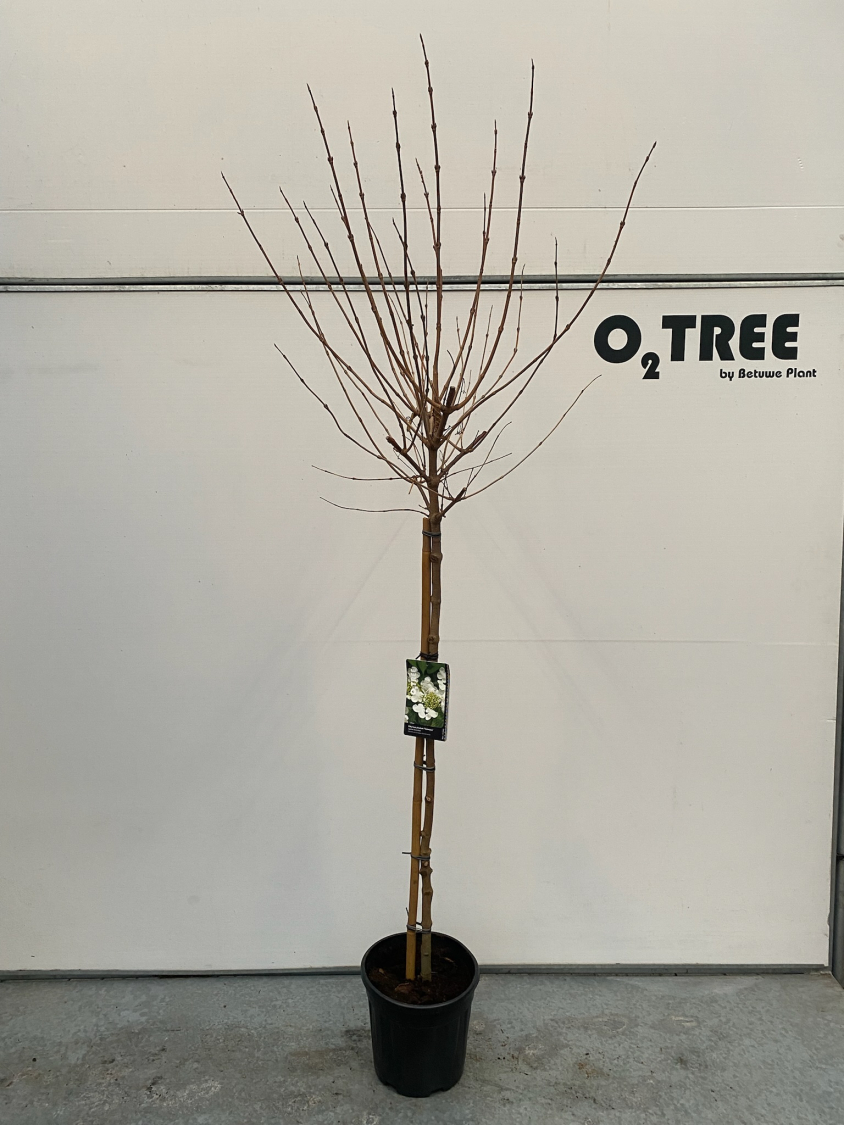 viburnum-plicatum--watanabe--c10-90cm