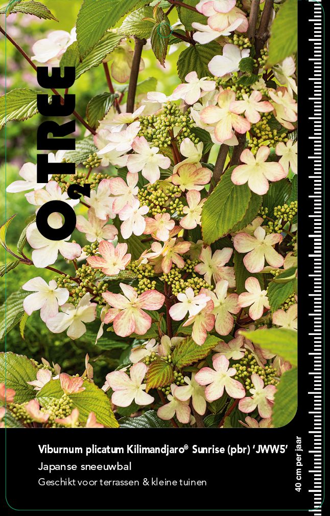 viburnum-plicatum-kilimandjaro-sunrise