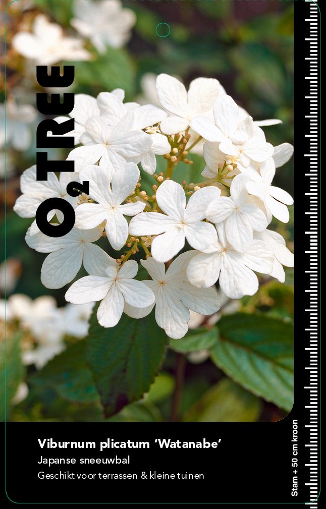 viburnum-plicatum-watanabe