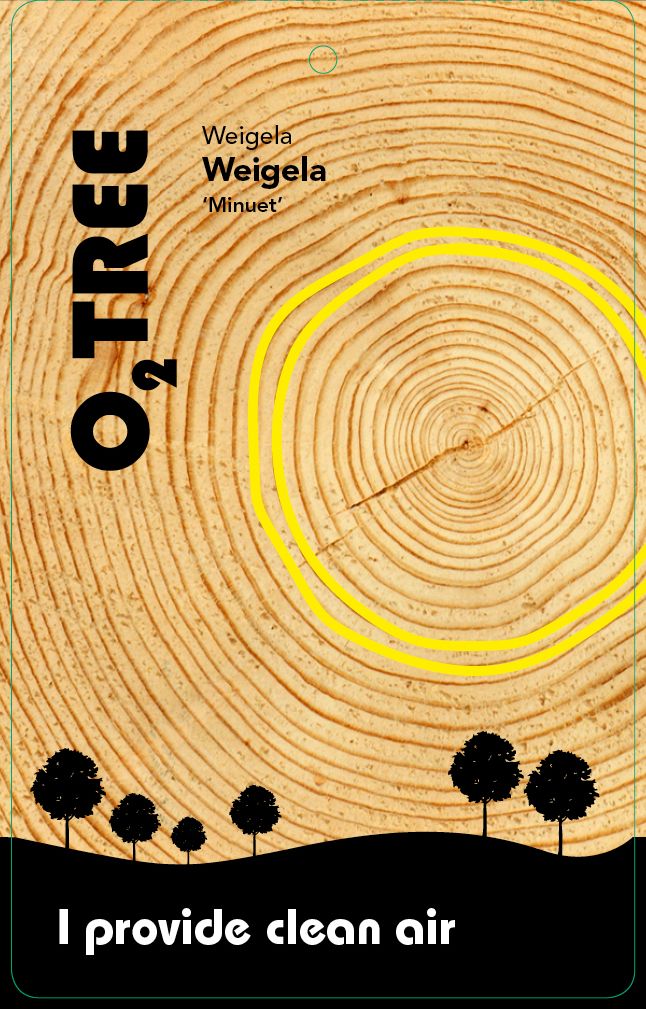 weigela-minuet-thema